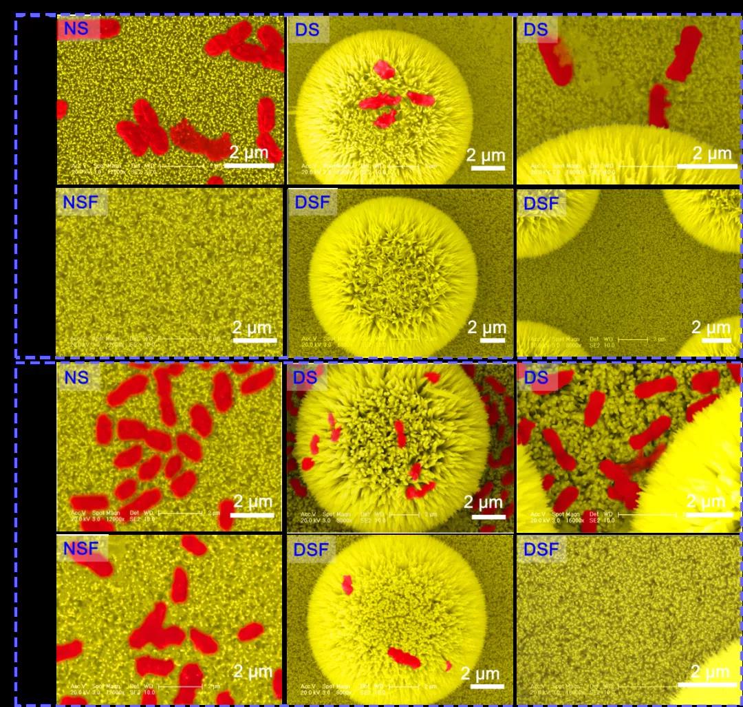 图6. 仿生结构表面抗菌SEM图